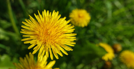 Wildflowers Dandelions