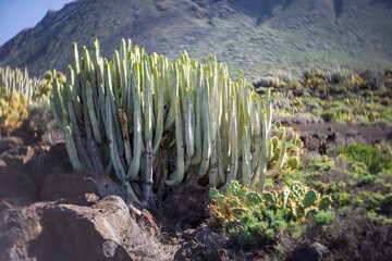 Cacti on the rocky plateau of Cape Teno. Tenerife. Canary Islands. Spain. Art lens. Swirl bokeh. Focus on the center.