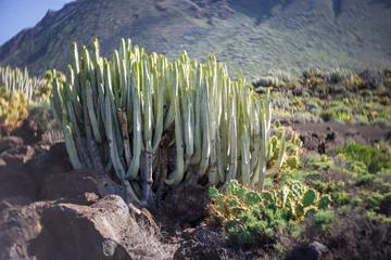 Acrylic prints Canary Islands Cacti on the rocky plateau of Cape Teno. Tenerife. Canary Islands. Spain. Art lens. Swirl bokeh. Focus on the center.