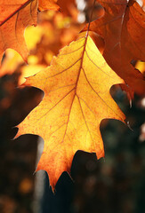 Autumn leaf on a tree branch