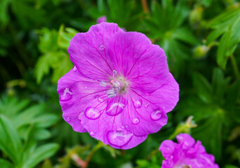 Purple Geranium with Raindrops