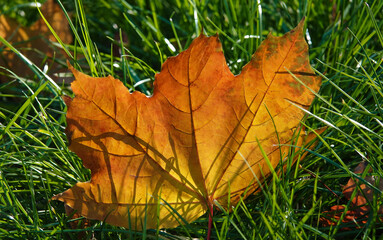 Yellow leaf on green grass