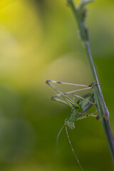 Bush cricket hang on a green stem plant with ugly face