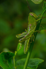 green grasshopper on the grass