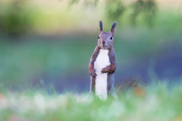 晩秋のエゾリス