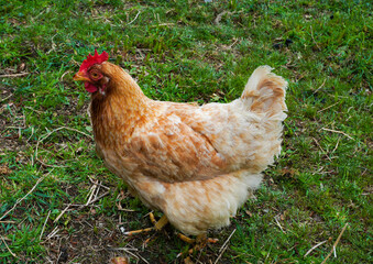 Rescue hen in the backyard