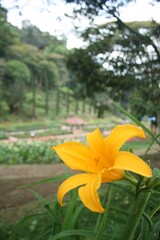 Obraz premium yellow flowers in the garden