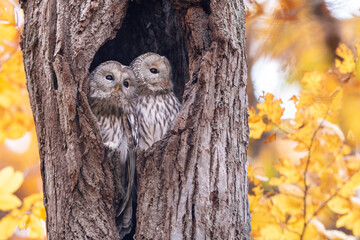 エゾフクロウの夫婦