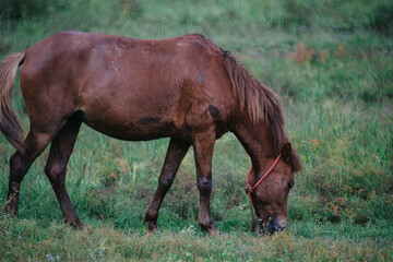 Naklejka na ściany i meble horse grazing in a field