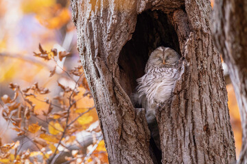 晩秋のエゾフクロウ