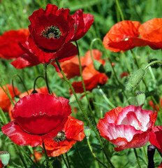 Obraz premium Poppy flower with red petals