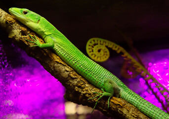 Green Keel-Bellied Lizard.
 These are arboreal lizards, common in the tropical belt of Africa. The...
