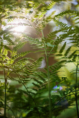 Obraz na płótnie Canvas Close up of fronds of eagle fern