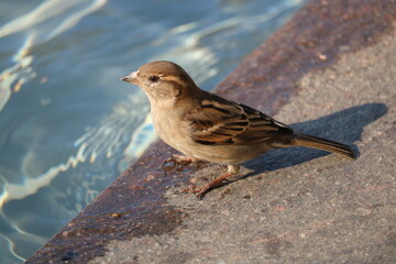 sparrow on a rock