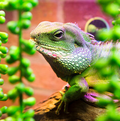 A green iguana.
 It is a large herbivorous lizard, leading a diurnal arboreal lifestyle. It lives in Central and South America.