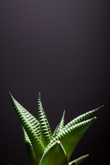 Succulent plant close up