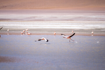 wild flamingos  at eduardo avaroa national park in bolivia