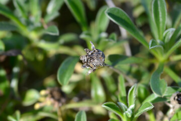 Fototapeta premium Canay Island daisy seed head