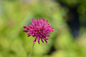 Macedonian scabious pink flower