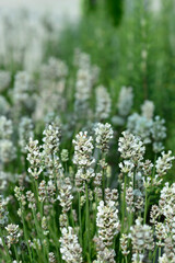 Common lavender white flowers