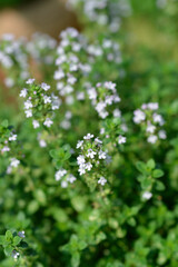 Lemon Thyme small flowers