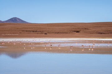 wild flamingos  at eduardo avaroa national park in bolivia