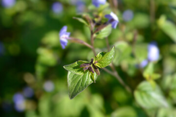 Bush violet flower buds