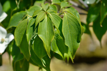 Flowering Dogwood Eddies White Wonder green leaves