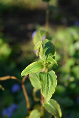 Widows tears green leaves 