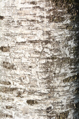 Pubescent birch bark detail