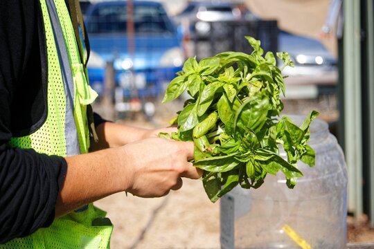 Hand picked green basil in the hands of a farmer being wrapped