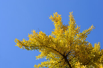 Fototapeta premium Ginkgo tree branches with yellow leaves in autumn
