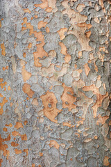 Chinese zelkova tree bark detail