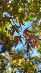 The red maple leaves are pretty