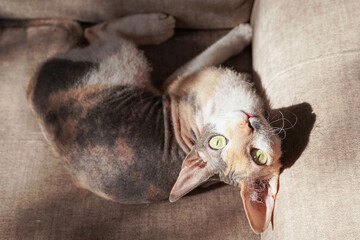 Devon Rex Cat. Indoor Cats Portrait. Looking at camera. 