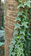 English ivy attached to a tree trunk