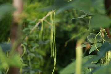 Vigna backyard yard long bean, is growing ready to be harvested as a vegetable grown in Thailand.