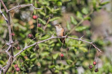 Small hummingbird perched on a branch