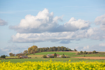 mustard seed field in belgian countryside under blue sky in the fall - 546835723