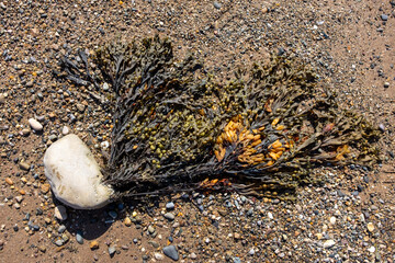 seaweed on the beach attached to a stone