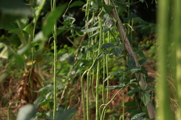 Vigna backyard yard long bean, is growing ready to be harvested as a vegetable grown in Thailand.
