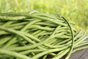 Vigna backyard yard long bean, is growing ready to be harvested as a vegetable grown in Thailand.
