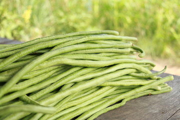 Vigna backyard yard long bean, is growing ready to be harvested as a vegetable grown in Thailand.
