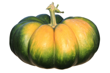 Une belle citrouille