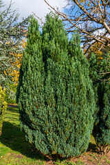 Fototapeta premium Juniper (Juniperus) a shrub tree with a needle shaped leaves commonly used as an ornamental plant in gardens, stock photo image