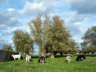 cows and willows near charlerois in belgium