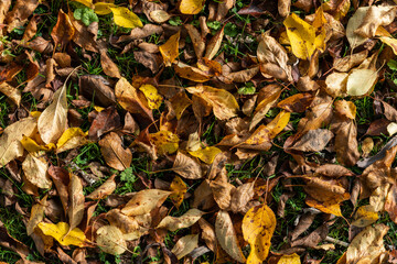 Autumn leaves colour background during the November fall on the forest floor, stock photo image