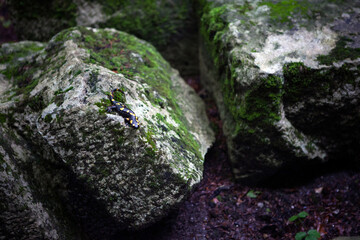 A beautiful salamander sits on a boulder in the forest.