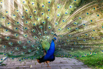 Obraz premium Portrait of peacock spreading its colourful tail.