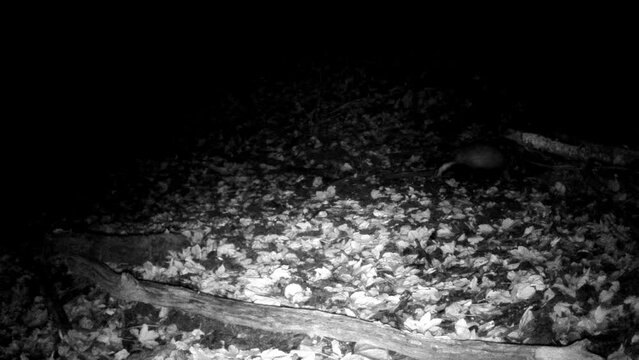 Dachs nachts im Eifelwald